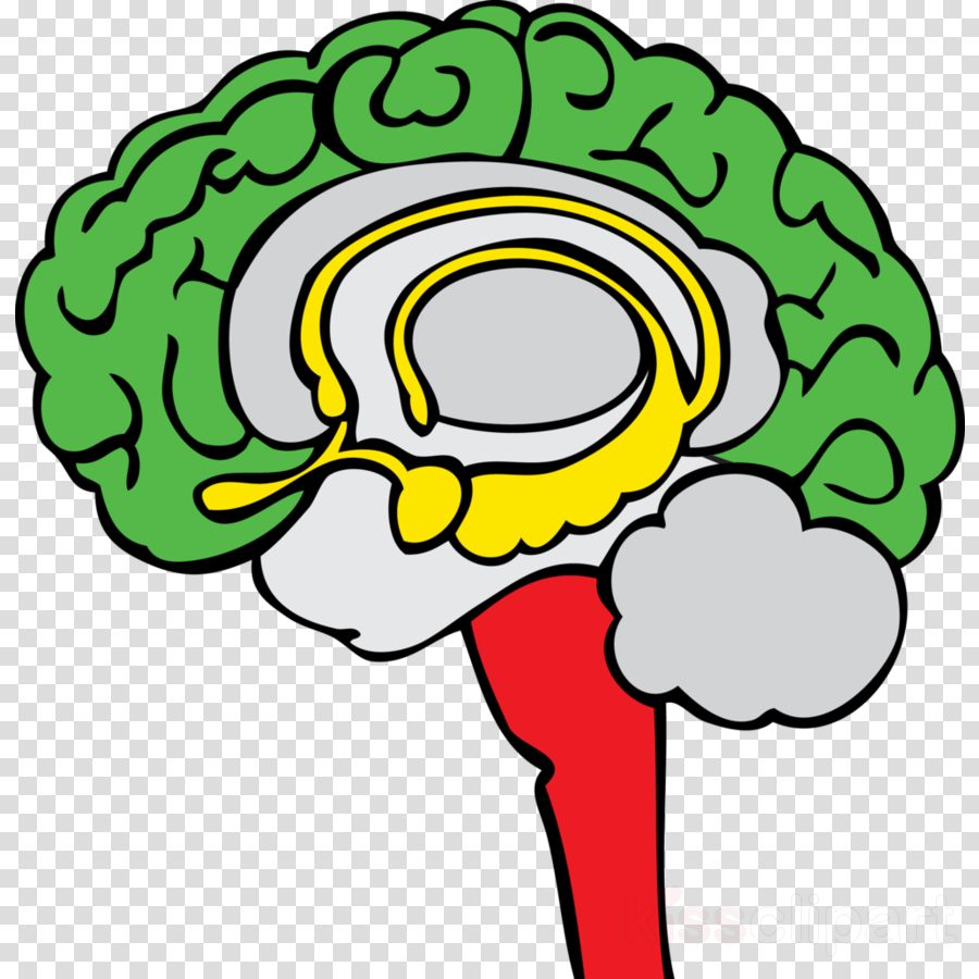 Limbic System (900x900)