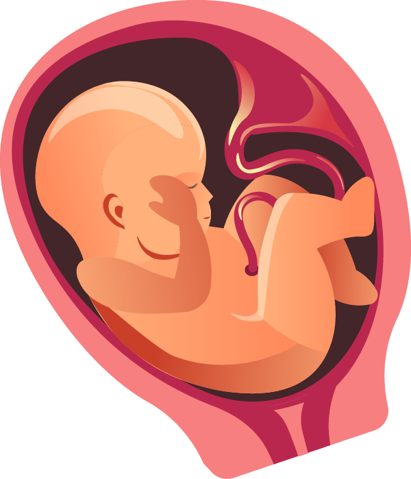 Creases Have Begun To Appear On The Fingertips And - Pregnancy (600x699)