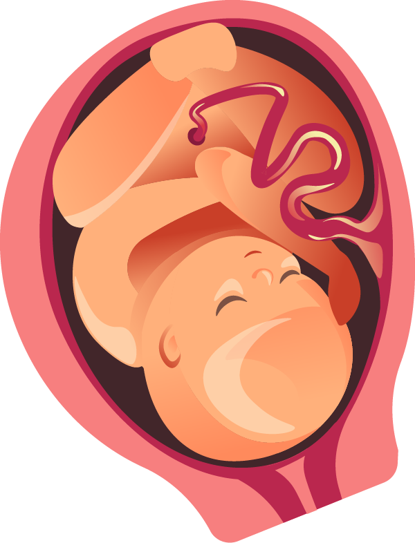 Nine Months - Pregnancy (600x786)