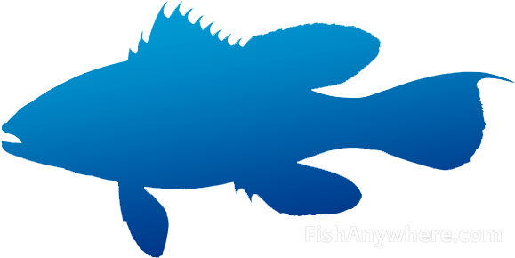 Sea Bass - Cartilaginous Fish (583x296)