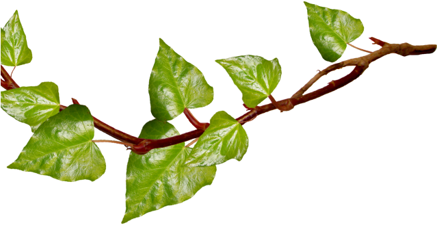 Vines Clipart Poison Ivy - Transparent Background Branches Png (640x480)