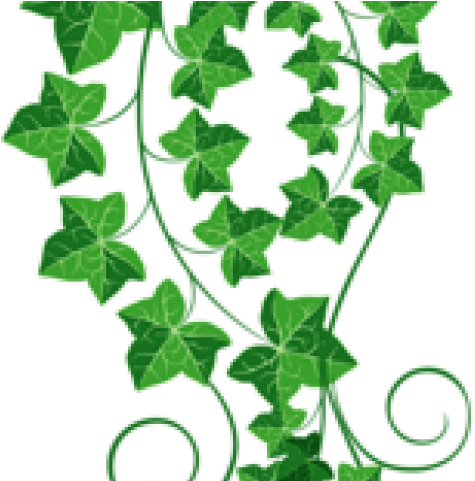 Ivy Clipart Grape Leave - Transparent Green Vine Clipart (640x480)