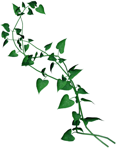 Ivy Clipart Curly - Liane Png (525x600)