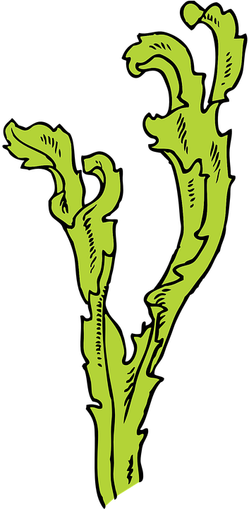 Algae Clipart Water Plant - Seaweed Clip Art (360x720)