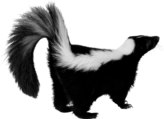 Skunk - Skunk Png (555x402)