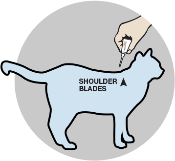 Apply To Dog Apply To Cat - Apply Revolution On Cat (400x360)