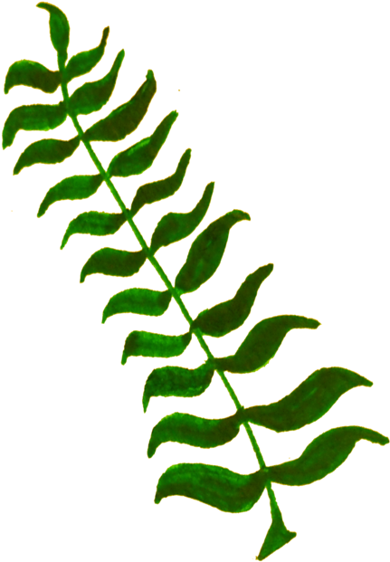 All Photo Png Clipart - Leaves And Twigs Png (750x750)