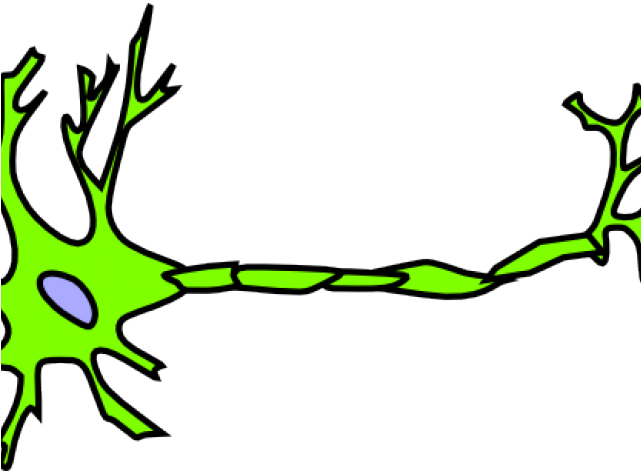 Neuron Clipart Green - Neuron Clipart (640x480)
