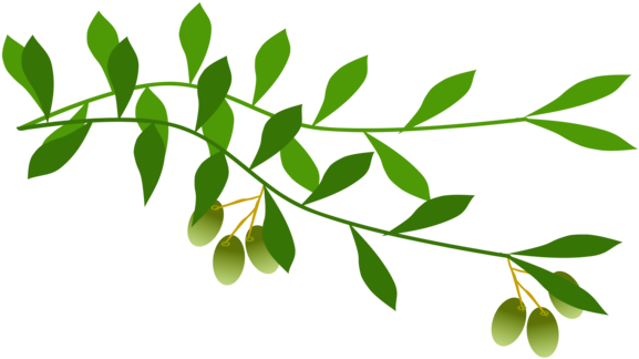 Olive Branch Leaf Laurel Wreath Tree - Olive Branch Free Clip Art (592x340)