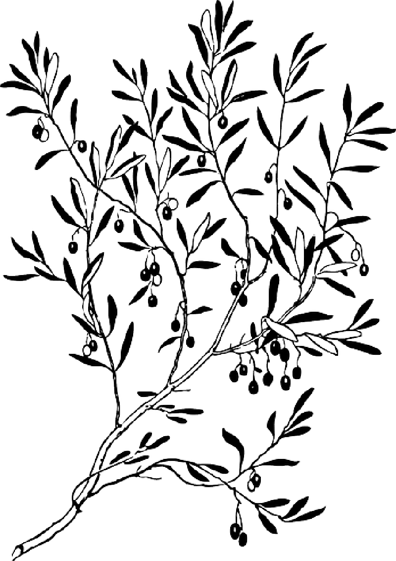Twig Drawing Sketch Clipart Royalty Free Library - Brin D Olivier Dessin (800x1132)