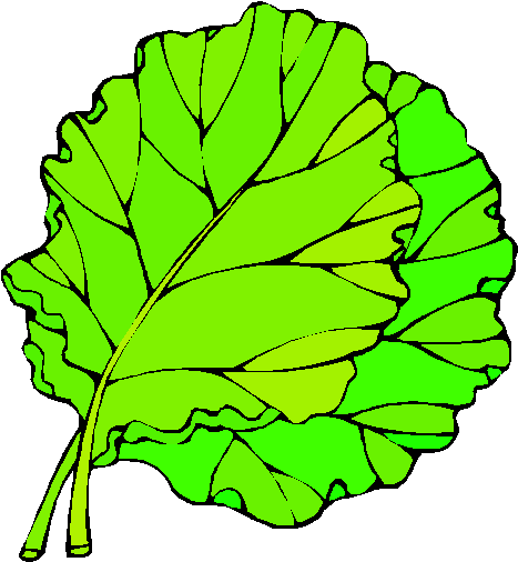 Desenho De Couve Para Colorir Clipart Greens Lettuce - Folha De Alface Para Colorir (490x521)