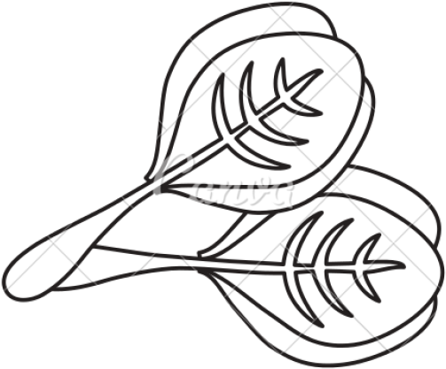 Drawn Vegetable Spinach - Spinach (640x480)