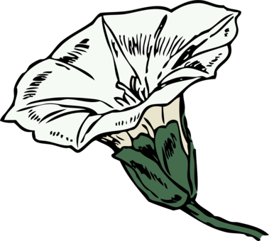 Flower Drawing Coloring Book Line Art - Bindweed Clipart (379x340)