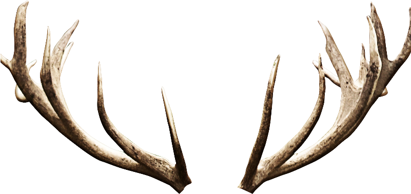 Png Free Download Antlers Transparent Background - Deer Antlers Transparent Background (800x600)