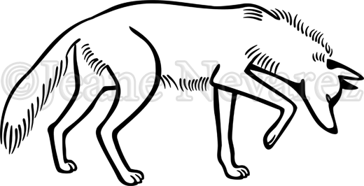 Sniffing - Coyote Drawing (520x266)