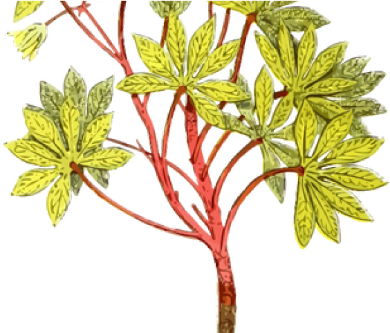 Dirt Clipart Tanaman - Mata De Yuca Dibujo (640x480)