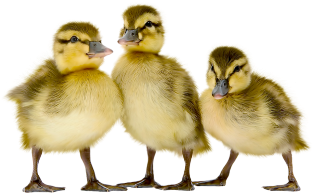 Duckling Clipart Brood - Duck (700x440)
