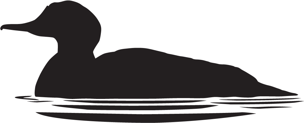 Common Merganser Overview All About Birds Cornell - Duck In Water Silhouette (1024x1024)
