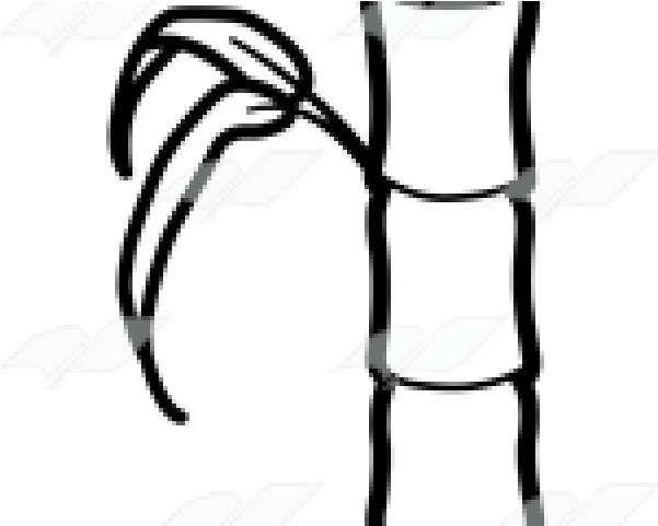 Bamboo Clipart Black And White - The Bamboo Stalk (640x480)