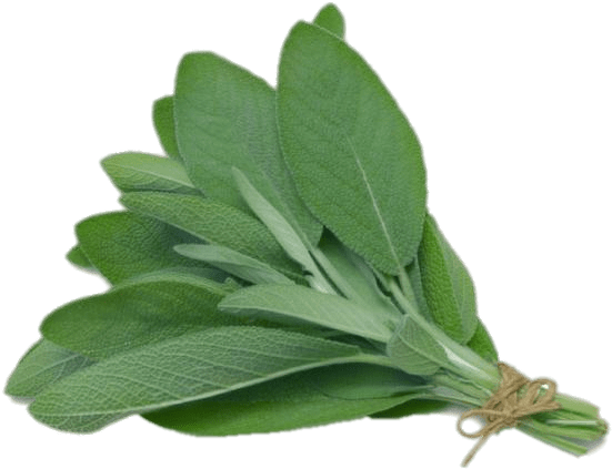 Plant Clipart Herb - Herb Sage (700x466)