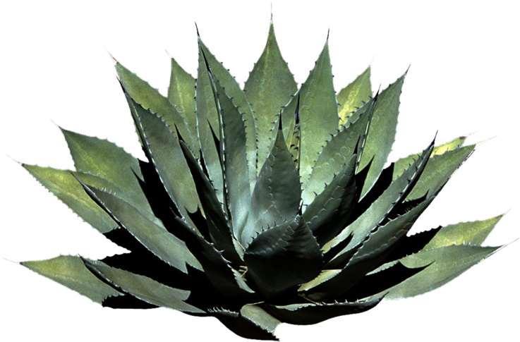 Plant Clipart Png Photos - Plants Png (1024x819)