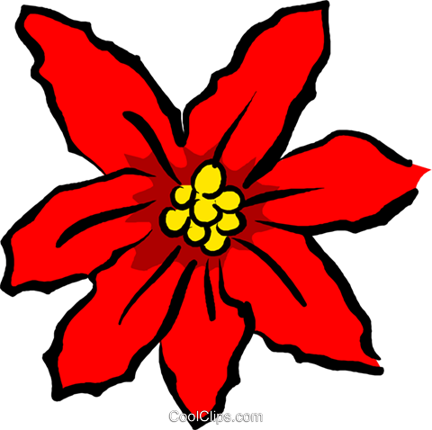 Poinsettias - Poinsettia Cartoon (480x478)