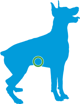 Recent Claims - Doberman - Dog Training Quote (428x428)