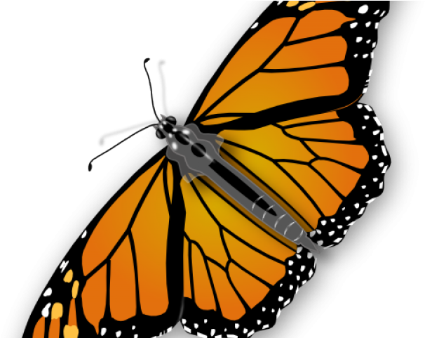 Monarch Butterfly Clipart Little Butterfly - Butterfly Clipart No Background (640x480)