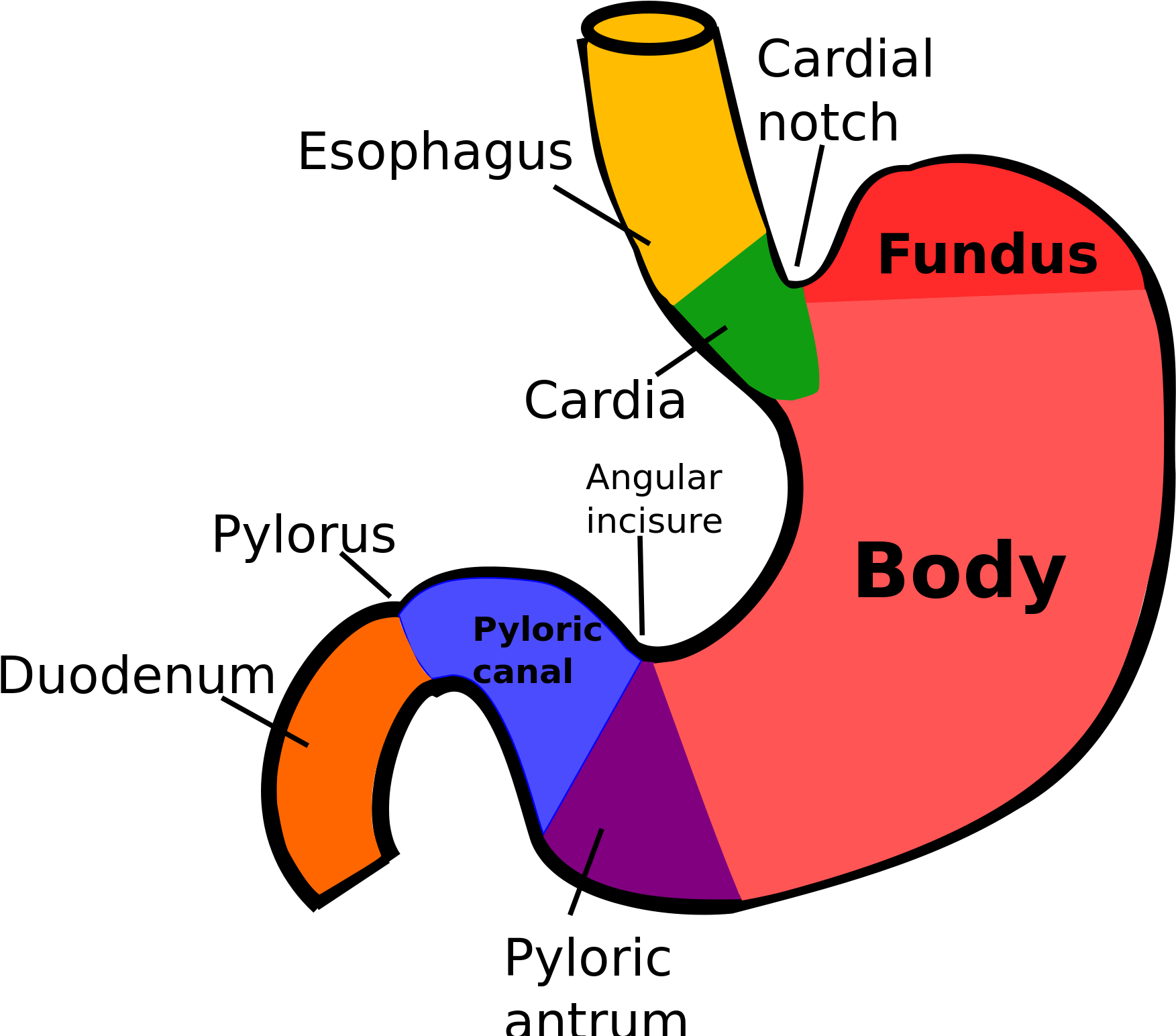 Upload - Wikimedia - Org - Regions Of Stomach (2000x1543)
