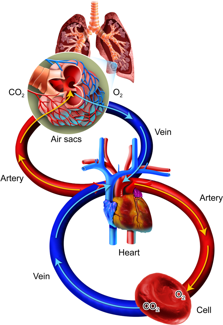 Breathe Clipart Human Breathing - Oxygen Cells (800x1137)