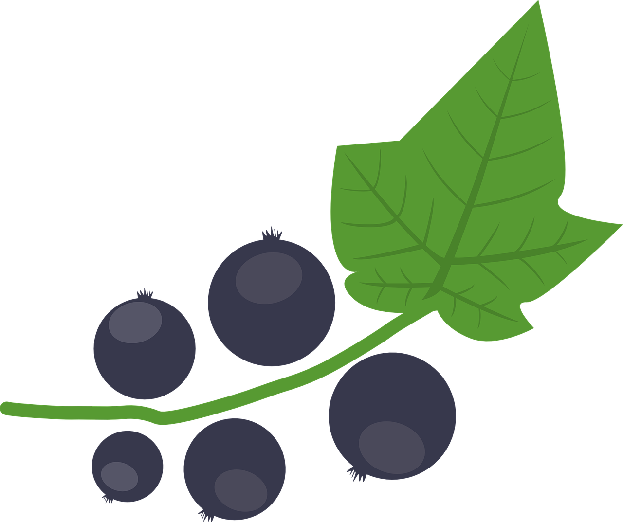A,grow,harvest - Black Currant Vector Free (1280x1073)