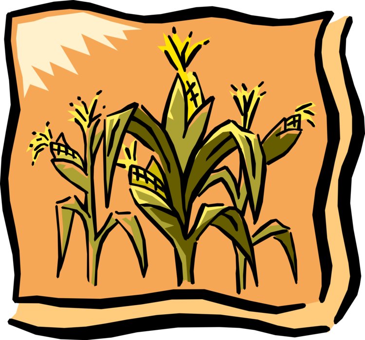 Vector Illustration Of Farm Cornfield Corn Crop In - Cherokee Green Corn Festival (750x700)