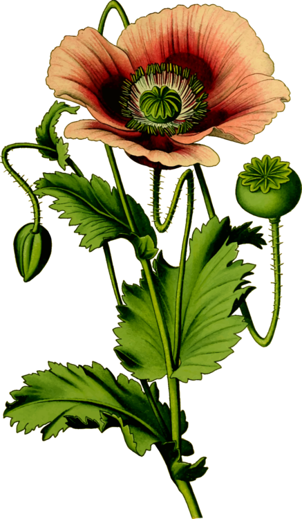 All Photo Png Clipart - Opium Plant Clipart (437x750)