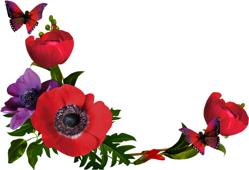 Poppy Clipart Three - Png گل (800x800)