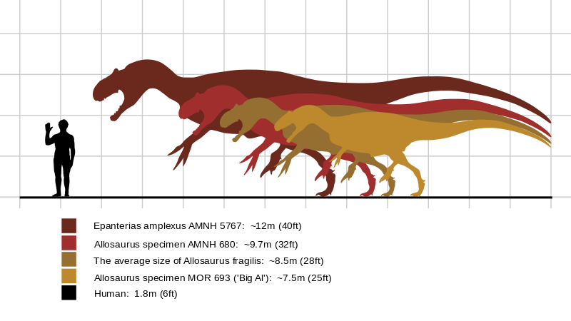 Fossil Clipart Allosaurus - Ark Titanosaur Comparison To Human (800x450)