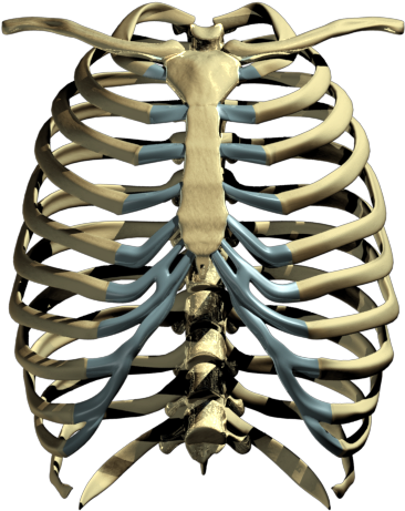 Rib - Rib Png (500x500)