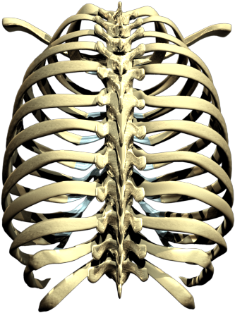 Rib - Ribcage Png (500x500)