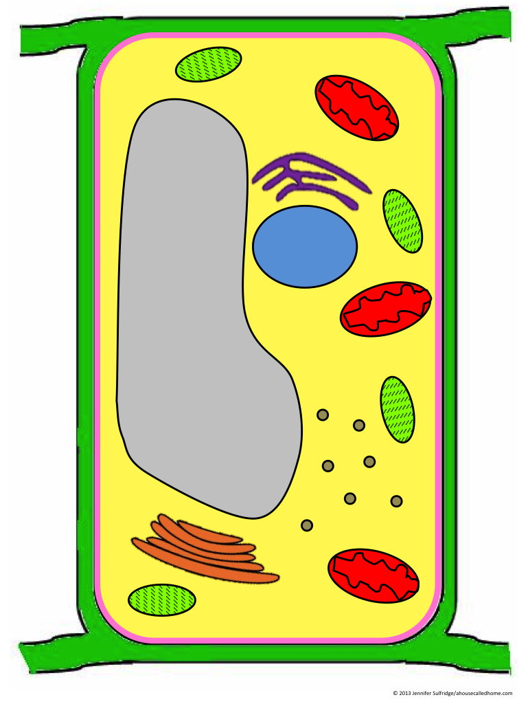 A School Called Home - Organelle (870x1125)
