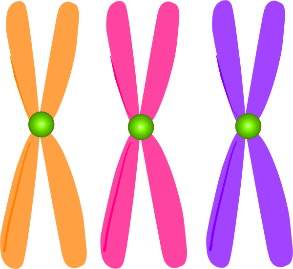 Clip Art Chromosomes Png Clipart Biology Clipart Chromosome - Clip Art Chromosomes Png (600x552)