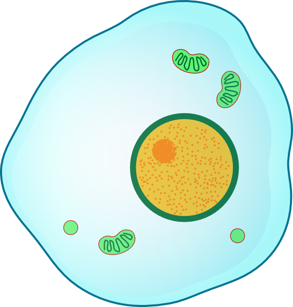 Biology Clipart Cell For Kids - Real Madrid C.f. (570x597)