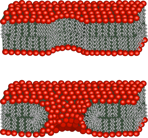 Electroporation Is Used In The Lab As A Method Of Transfecting - Hydrophilic Pore (500x465)