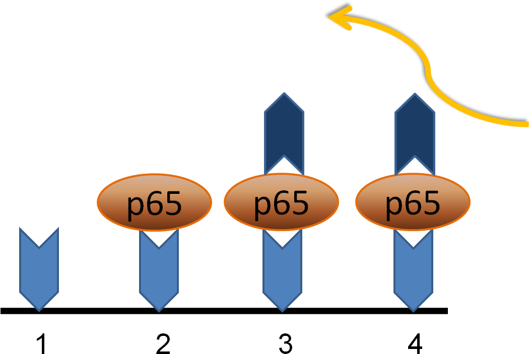 Elisa To Nf Kb - Beta Amyloid Elisa (1056x754)