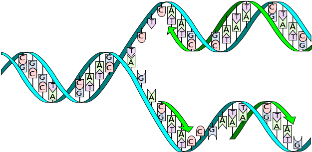In Biology - Dna Replication (635x315)