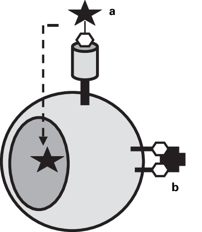 Possible Therapeutic Strategies Using Glycobiological - Possible Therapeutic Strategies Using Glycobiological (406x465)