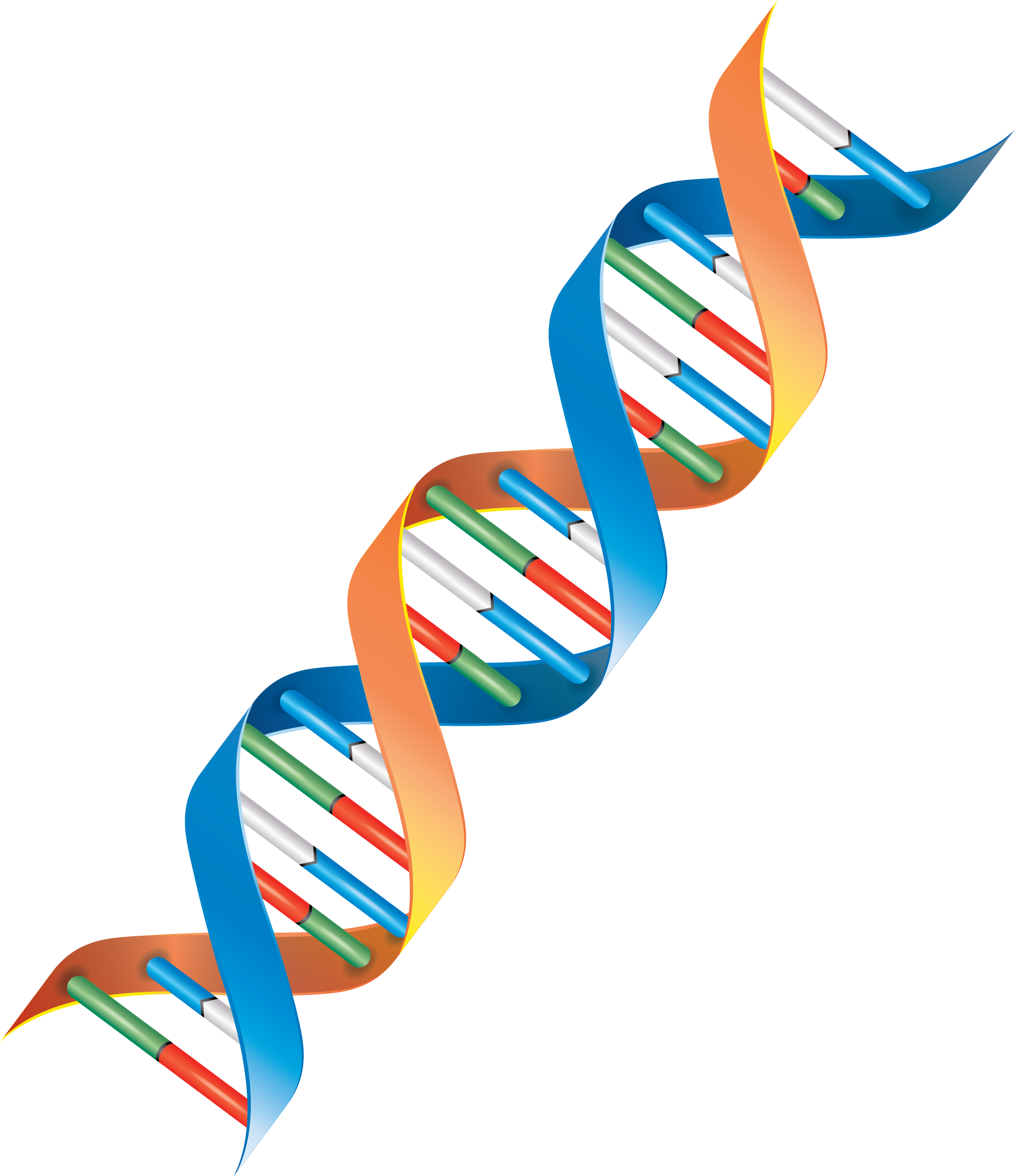 Genomics - Clipart Dna Strand Png (2480x2480)