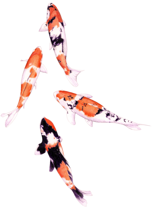 Transparent Koi Fish Png (520x694)