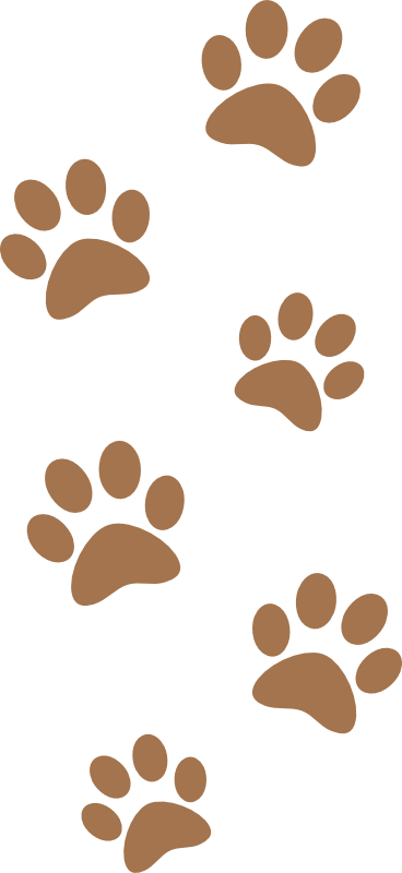 Chocolate Jack Russell Puppies For Sale - Jack Russell Paw Print (368x800)