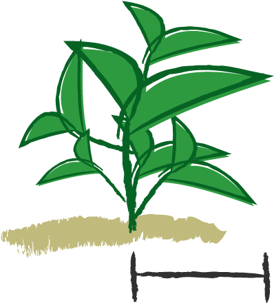 Spread - - Angel (500x500)