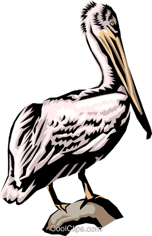Pelican Royalty Free Vector Clip Art Illustration - Brown Pelican (308x480)