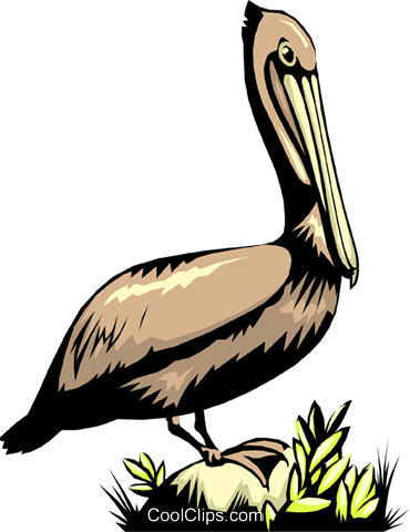 Pelican Royalty Free Vector Clip Art Illustration - Pelican Royalty Free Vector Clip Art Illustration (370x480)